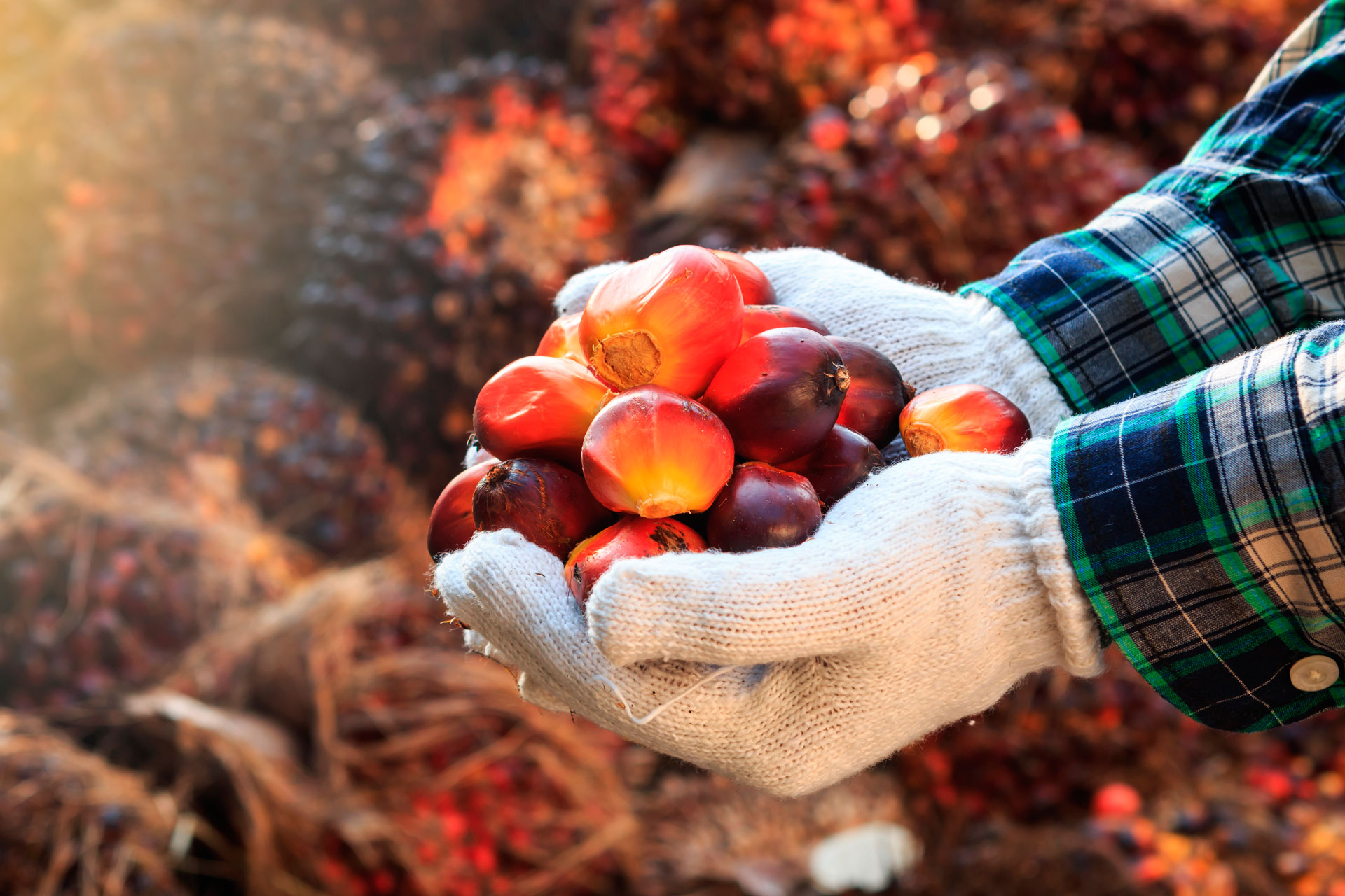 Palm oil